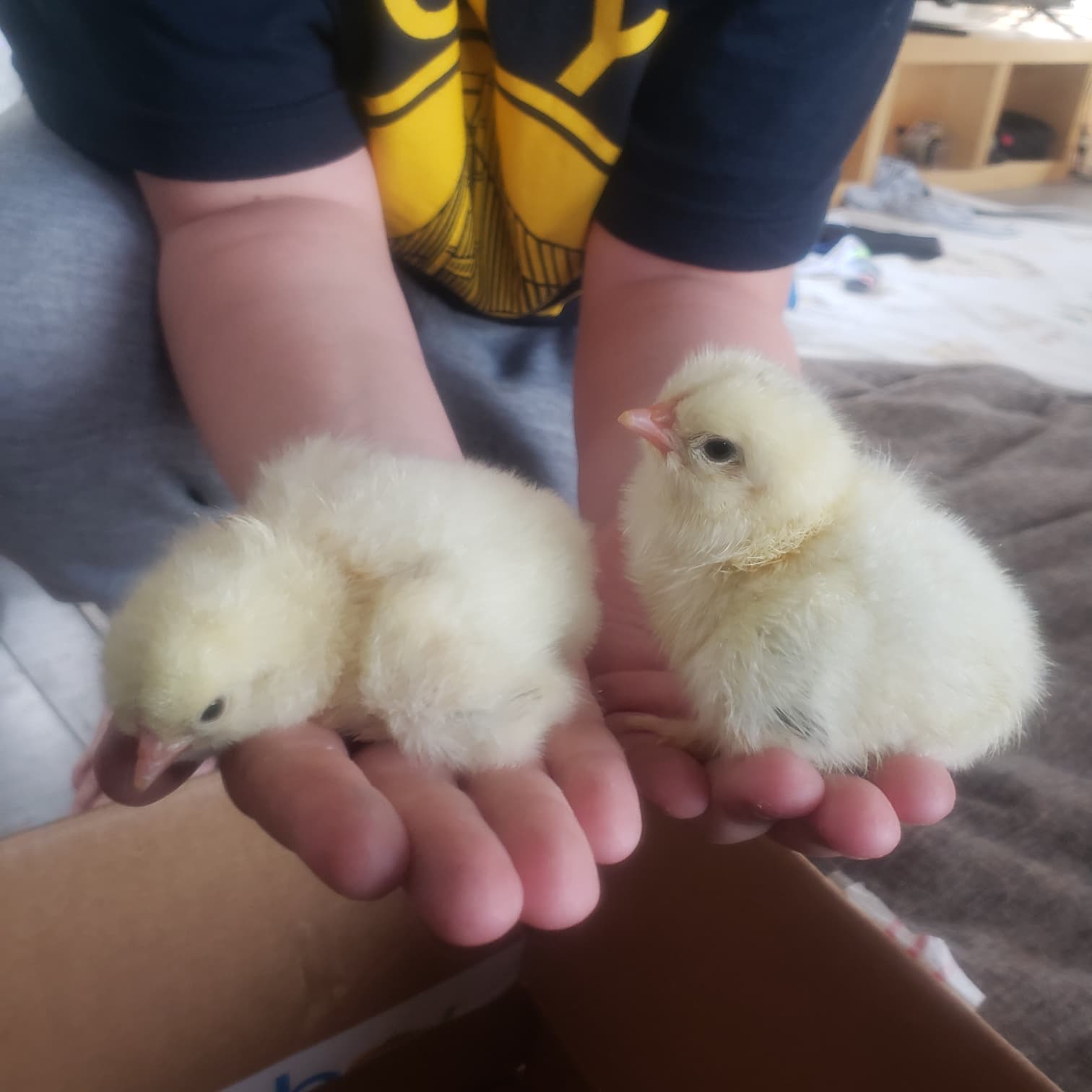Two fluffy yellow chicks held in a child's hands